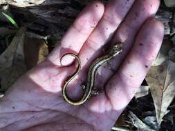 Image of Three-lined Salamander