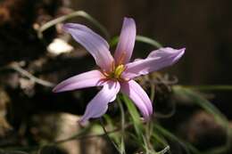 Image de Xerophyta retinervis Baker