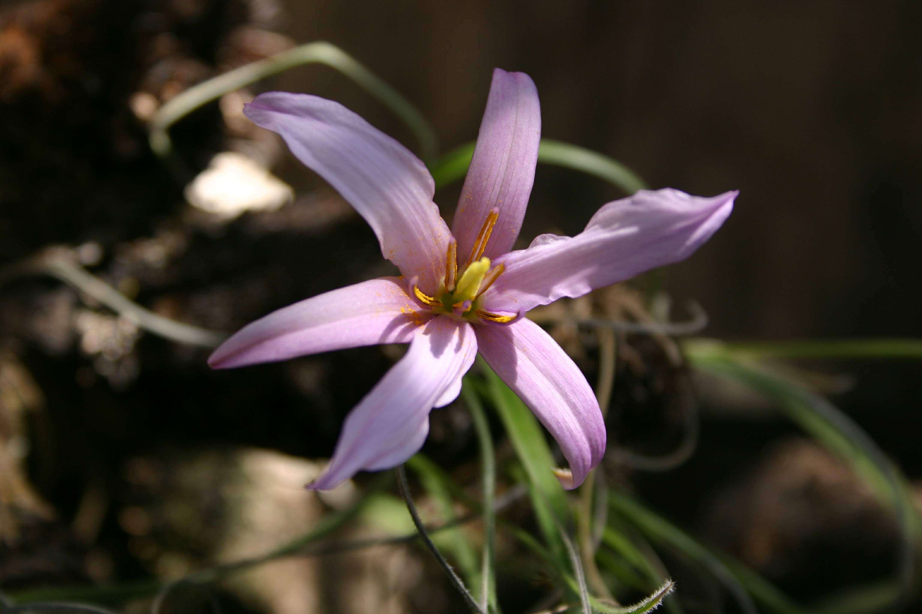 Image of Black-stick lily