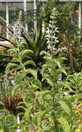 Imagem de Salvia somalensis Vatke