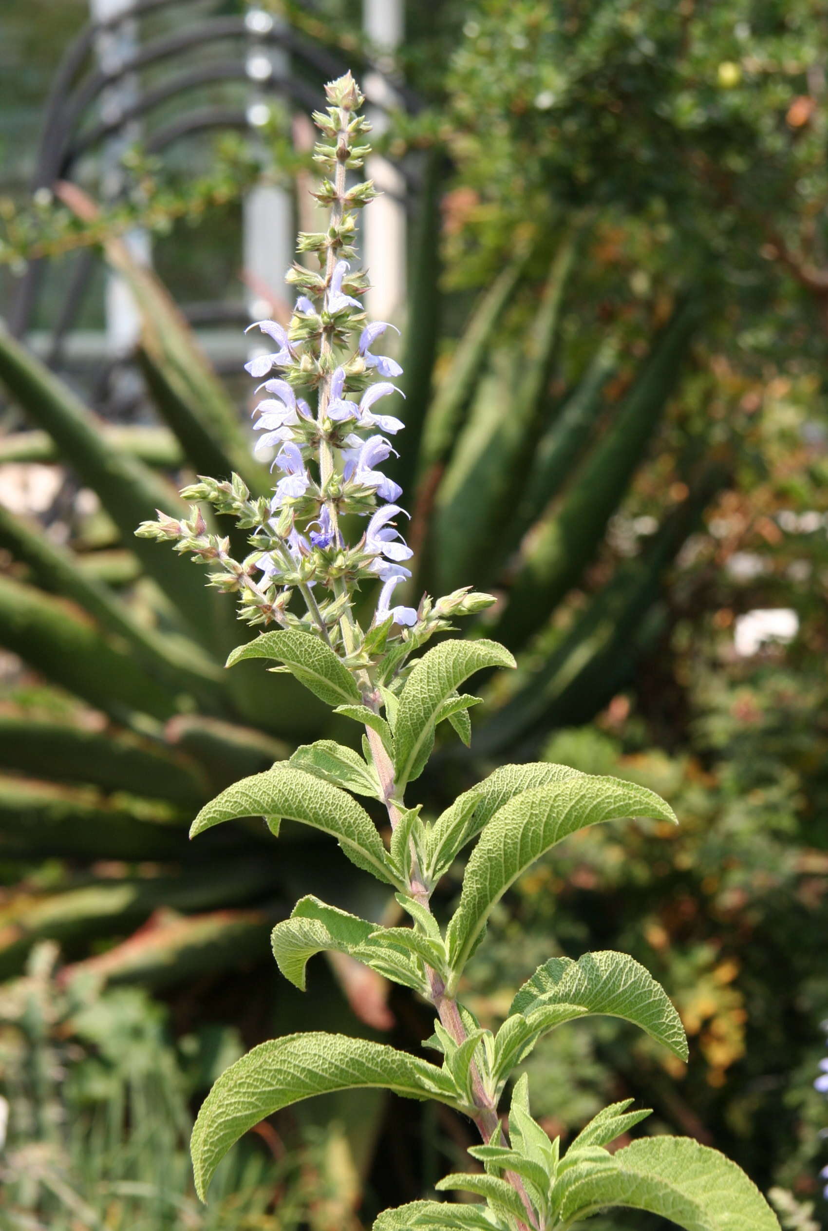 Imagem de Salvia somalensis Vatke