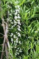 Image of "Sicklethorn asparagus,"