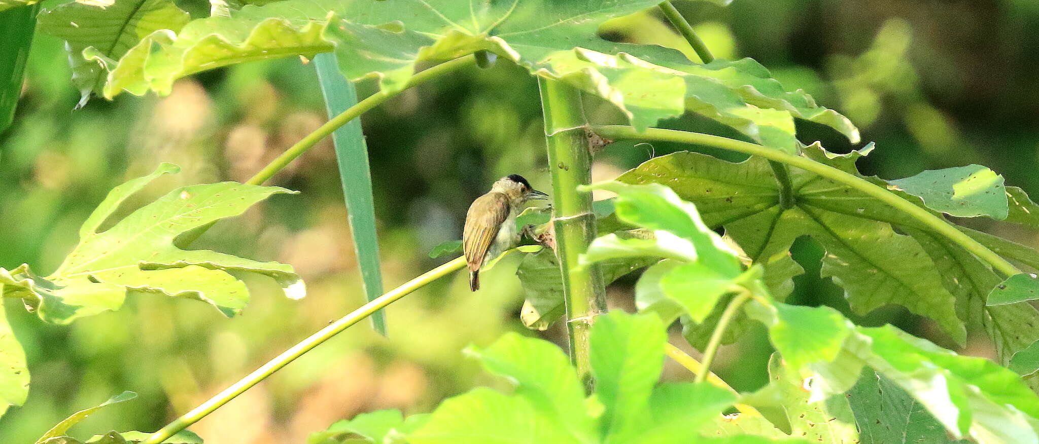 Image of Plain-breasted Piculet