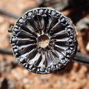 Image of Cheiridopsis denticulata (Haw.) N. E. Br.