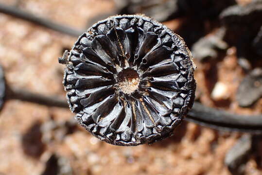 Image of Cheiridopsis denticulata (Haw.) N. E. Br.