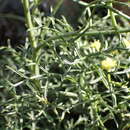 Image of Canaria tortuosa (Webb & Berthel.) Jim. Mejías & P. Vargas