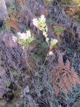 Plancia ëd Indigofera cytisoides Thunb.