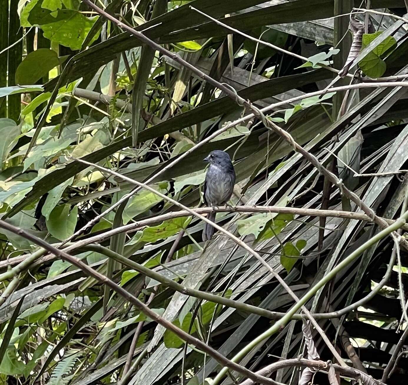 Image of White-browed Forest Flycatcher