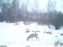 Image of Eastern Roe Deer