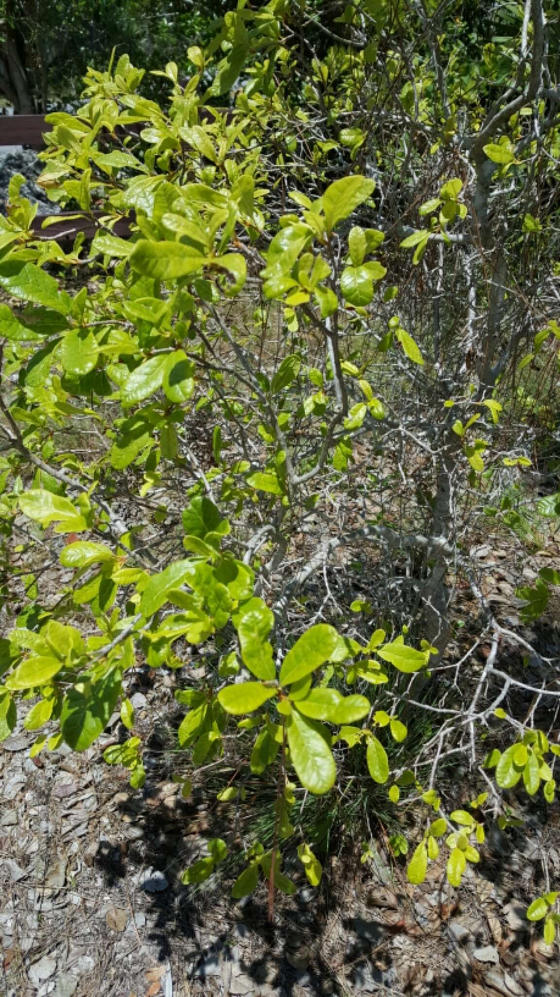 Image of Smooth Catchbirdtree