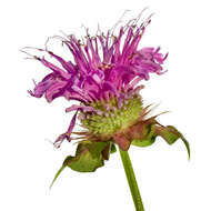 Image of scarlet beebalm