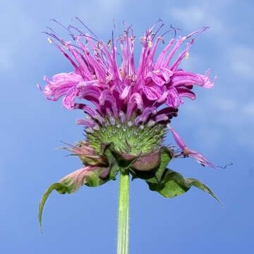 Image of scarlet beebalm