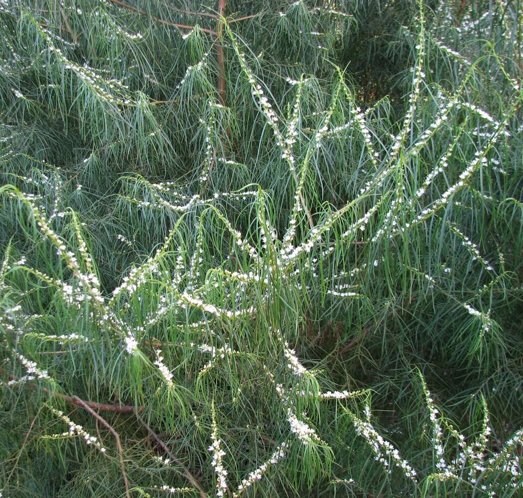 Image of Myoporum floribundum A. Cunn. ex Benth.