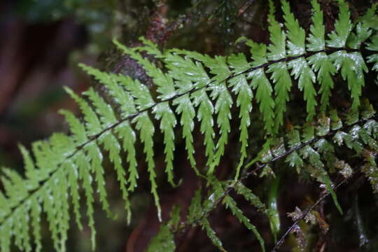 Sivun Asplenium dissectum Sw. kuva