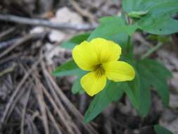 Image of pine violet