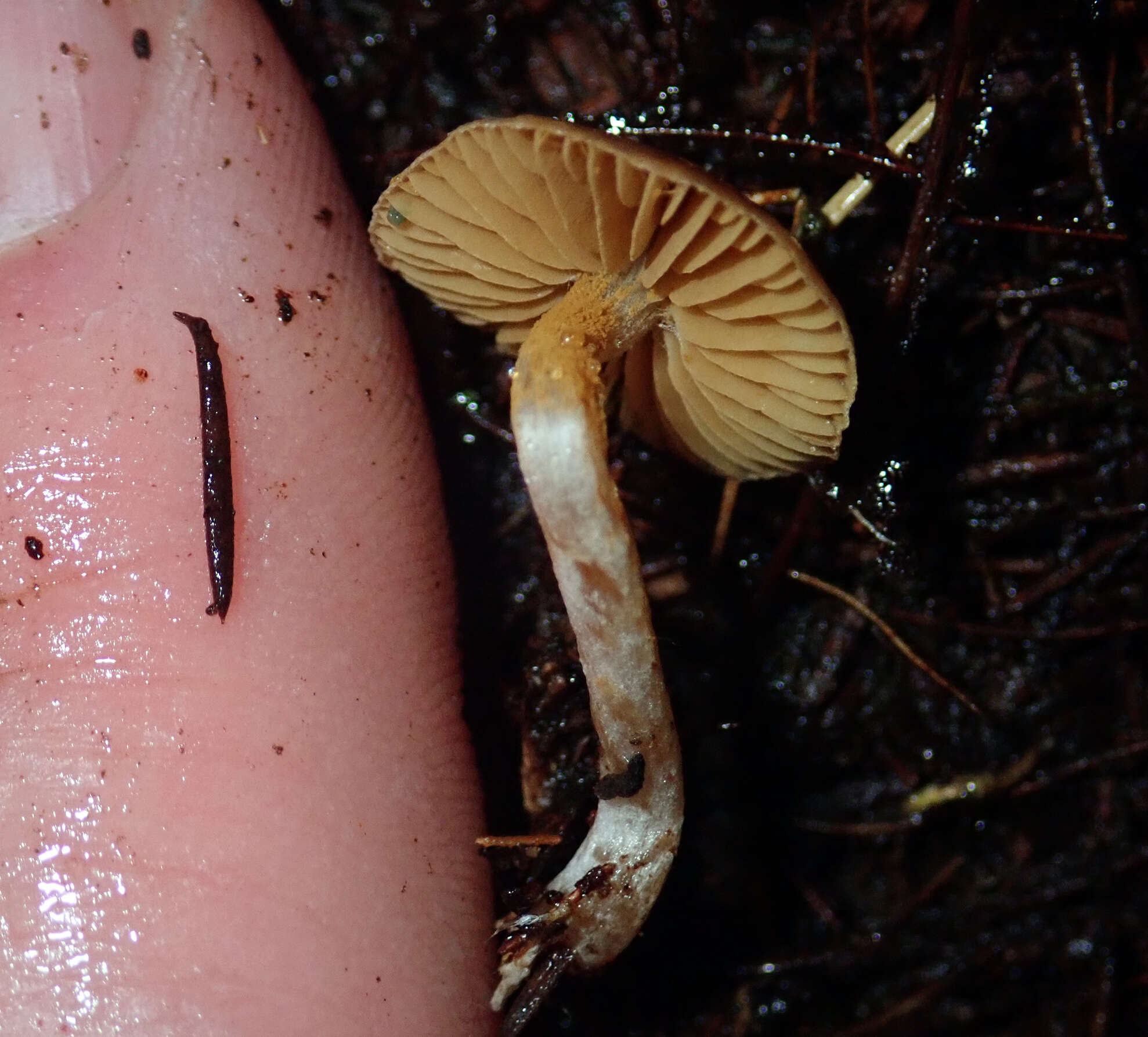 Cortinarius waiporianus Soop 2013的圖片