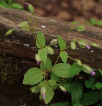 Image of Canscora concanensis C. B. Clark