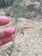 Image of Kern County evening primrose