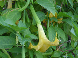 Image of Brugmansia aurea Lagerh.