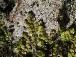 Image of Frullania catalinae A. Evans