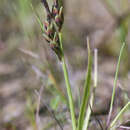 صورة Carex subspathacea Wormsk. ex Hornem.
