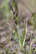 Image of Hoppner's Sedge