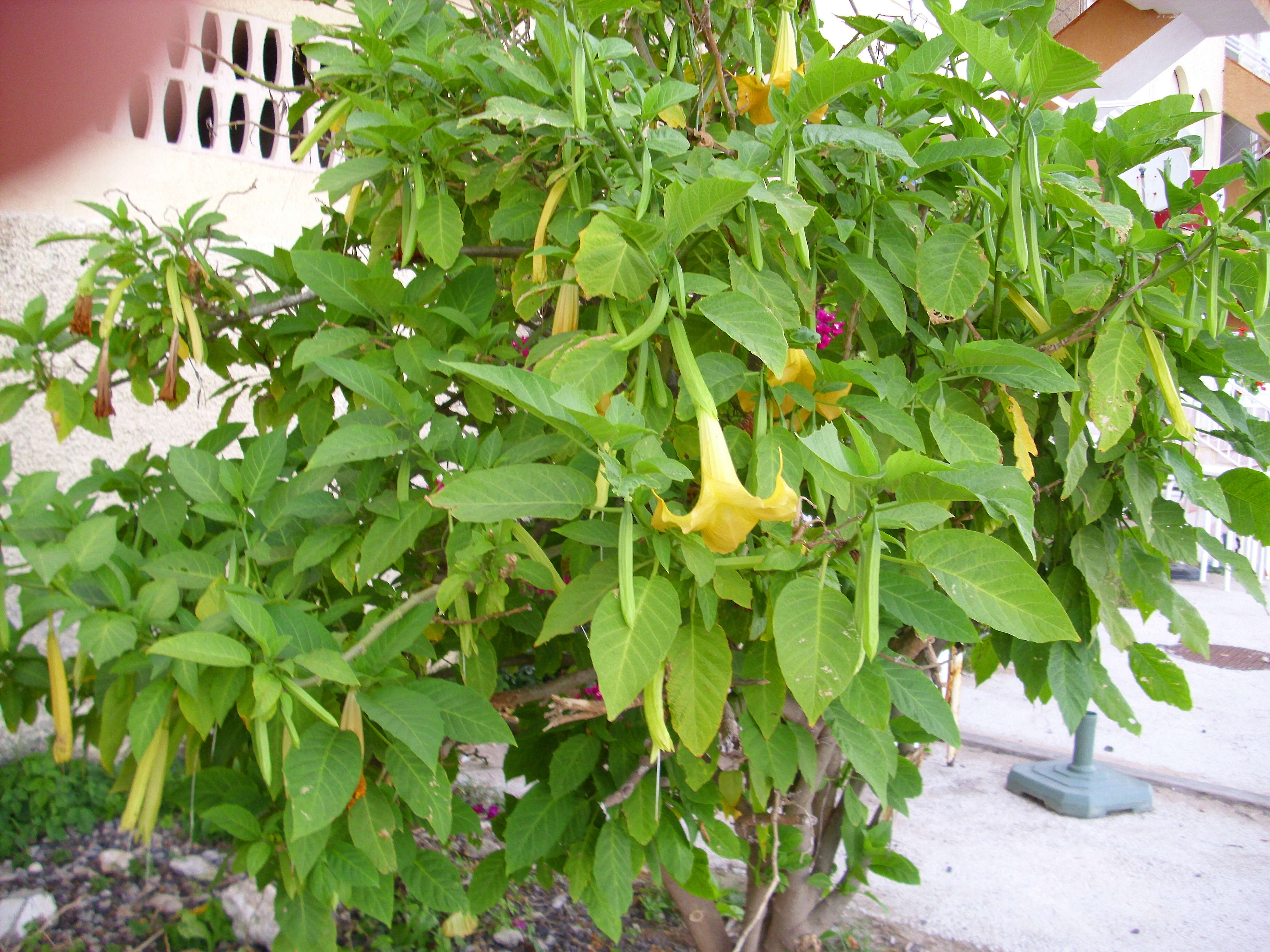 Image of Brugmansia aurea Lagerh.