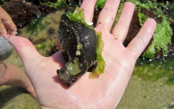 Image of spotted sea hare