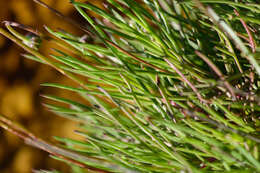 Ursinia tenuifolia (L.) Poir. resmi