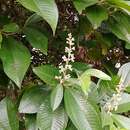 Слика од Miconia multispicata Naud.