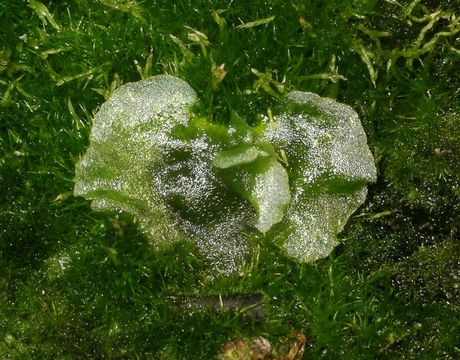 Image of <i>Dicksonia antarctica</i>