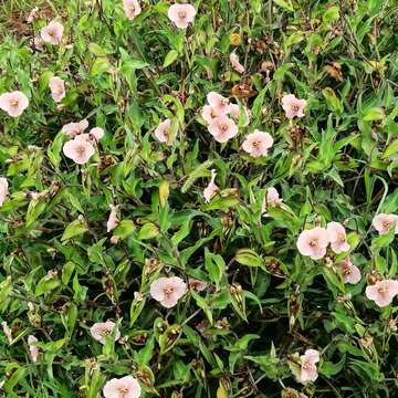 Image of Commelina scabra Benth.