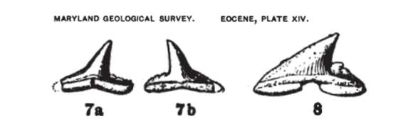 Image of hammerhead sharks