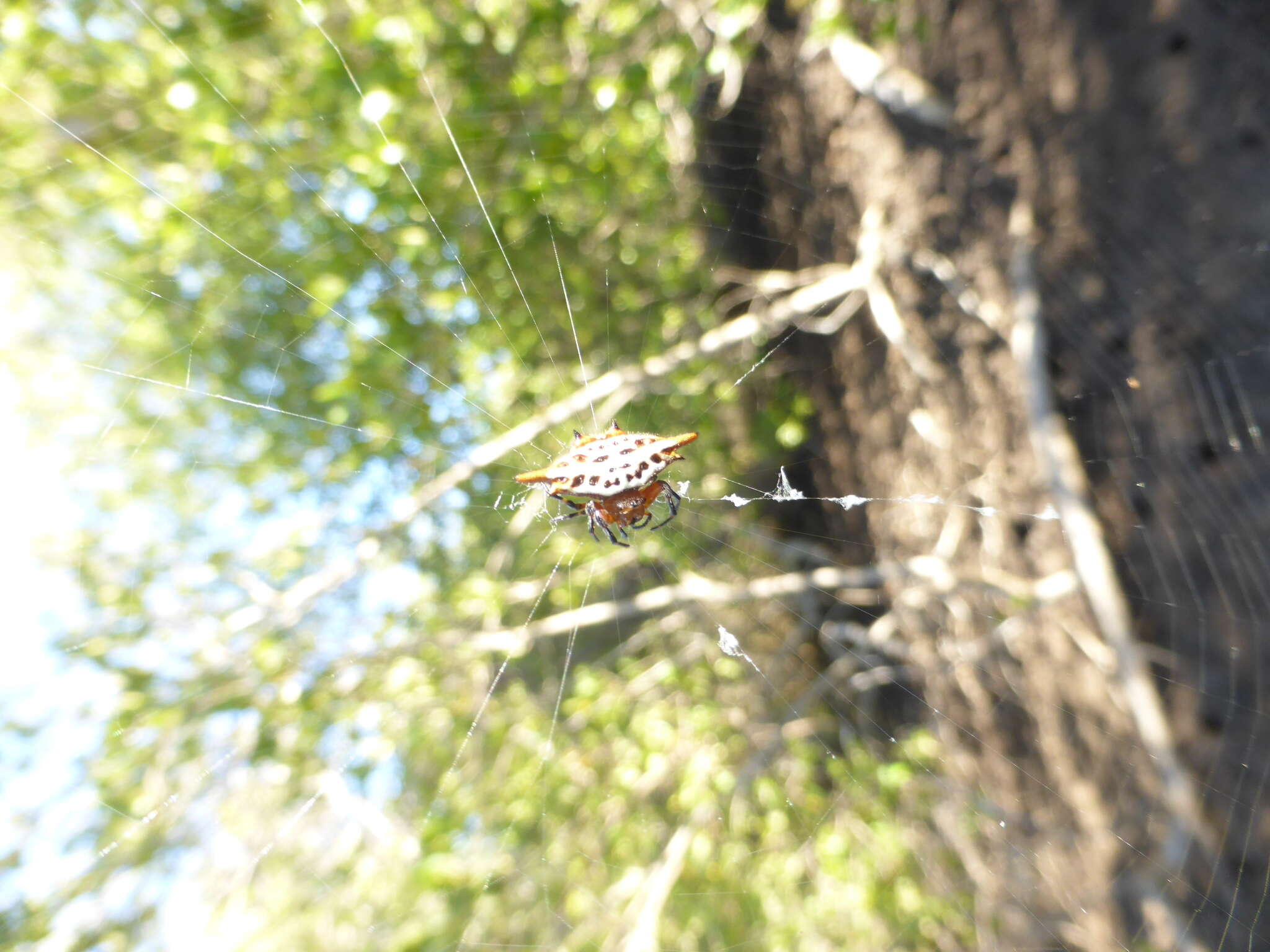 Image of Gasteracantha sanguinolenta bigoti Emerit 1974