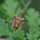 Image of <i>Carpocoris fuscispinus</i>