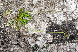 Imagem de Teesdalia coronopifolia (Bergeret ex Steud.) Thell.