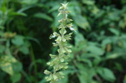 Image of African basil