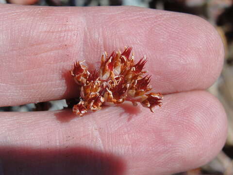 Image of Sedum kiersteadiae