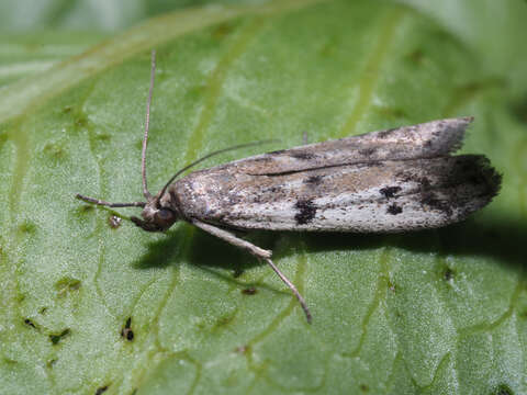 Image of Phycitodes binaevella Hübner