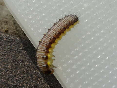 Image of Cross-striped Cabbageworm