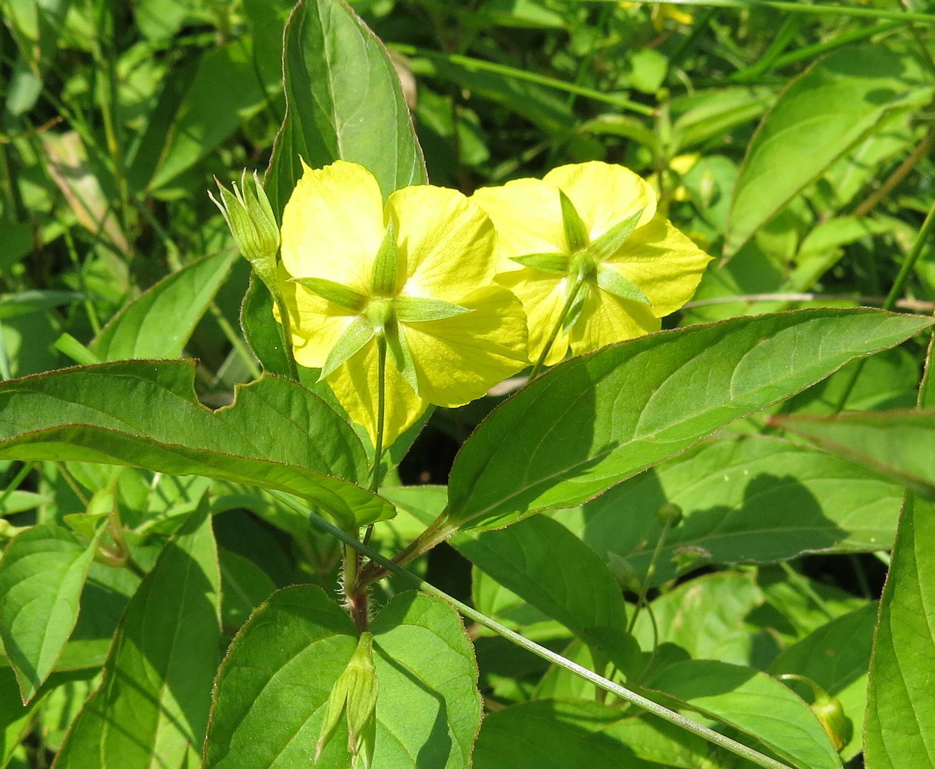 Imagem de Lysimachia ciliata L.