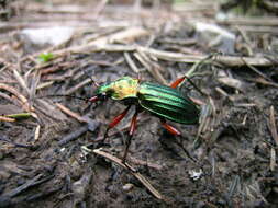 Carabus (Chrysocarabus) auronitens Fabricius 1792 resmi