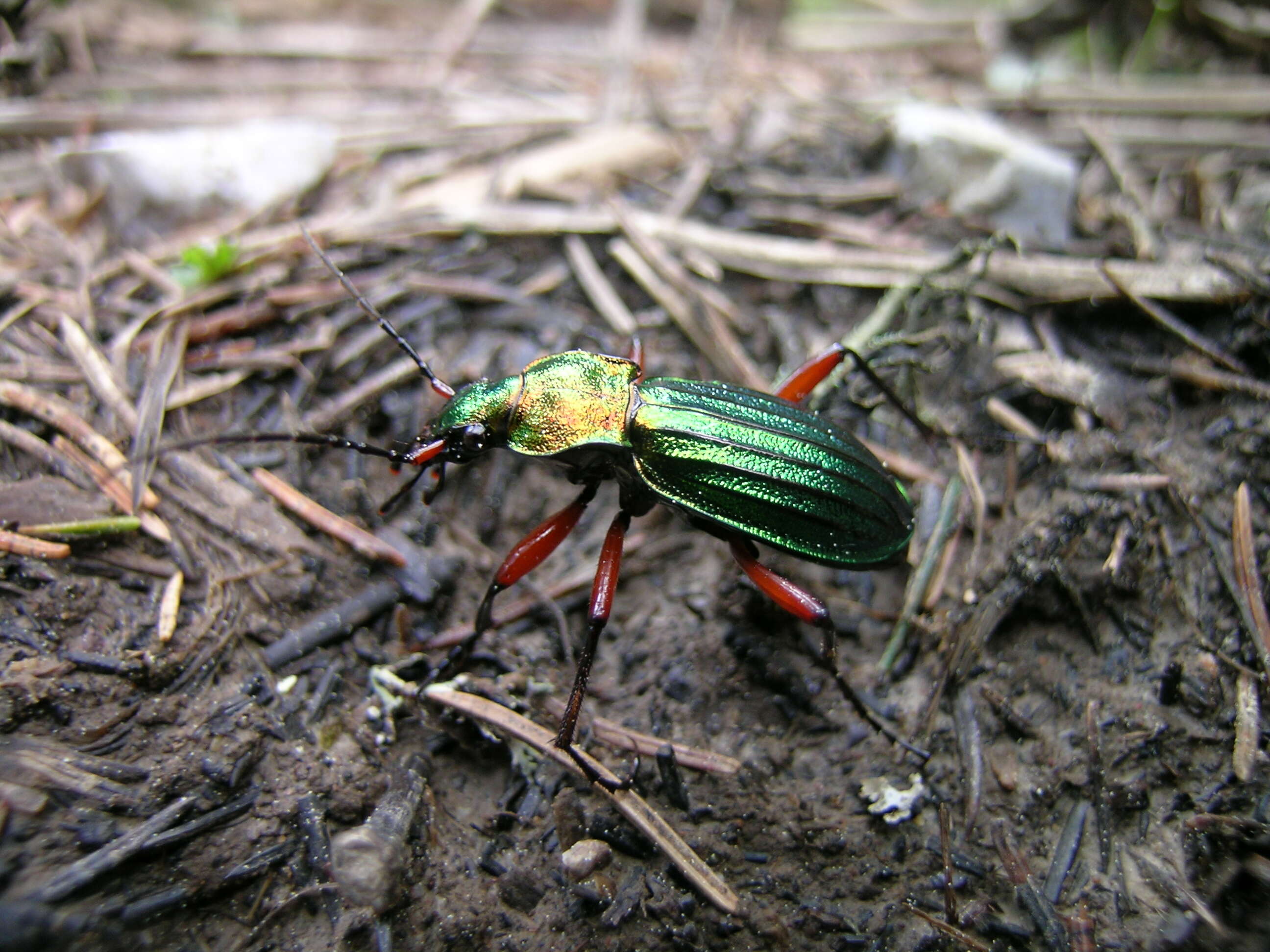 Carabus (Chrysocarabus) auronitens Fabricius 1792 resmi