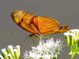 Image of Dryas iulia moderata Stichel 1907