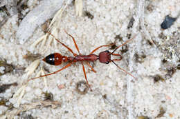 Image of Myrmecia nigriscapa Roger 1861