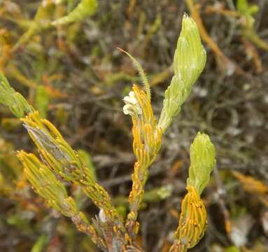 Image de Adenanthos terminalis R. Br.