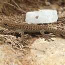 Image of Woodbrush Dwarf Gecko