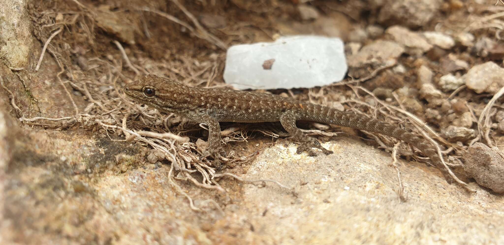 Слика од Lygodactylus methueni Fitzsimons 1937