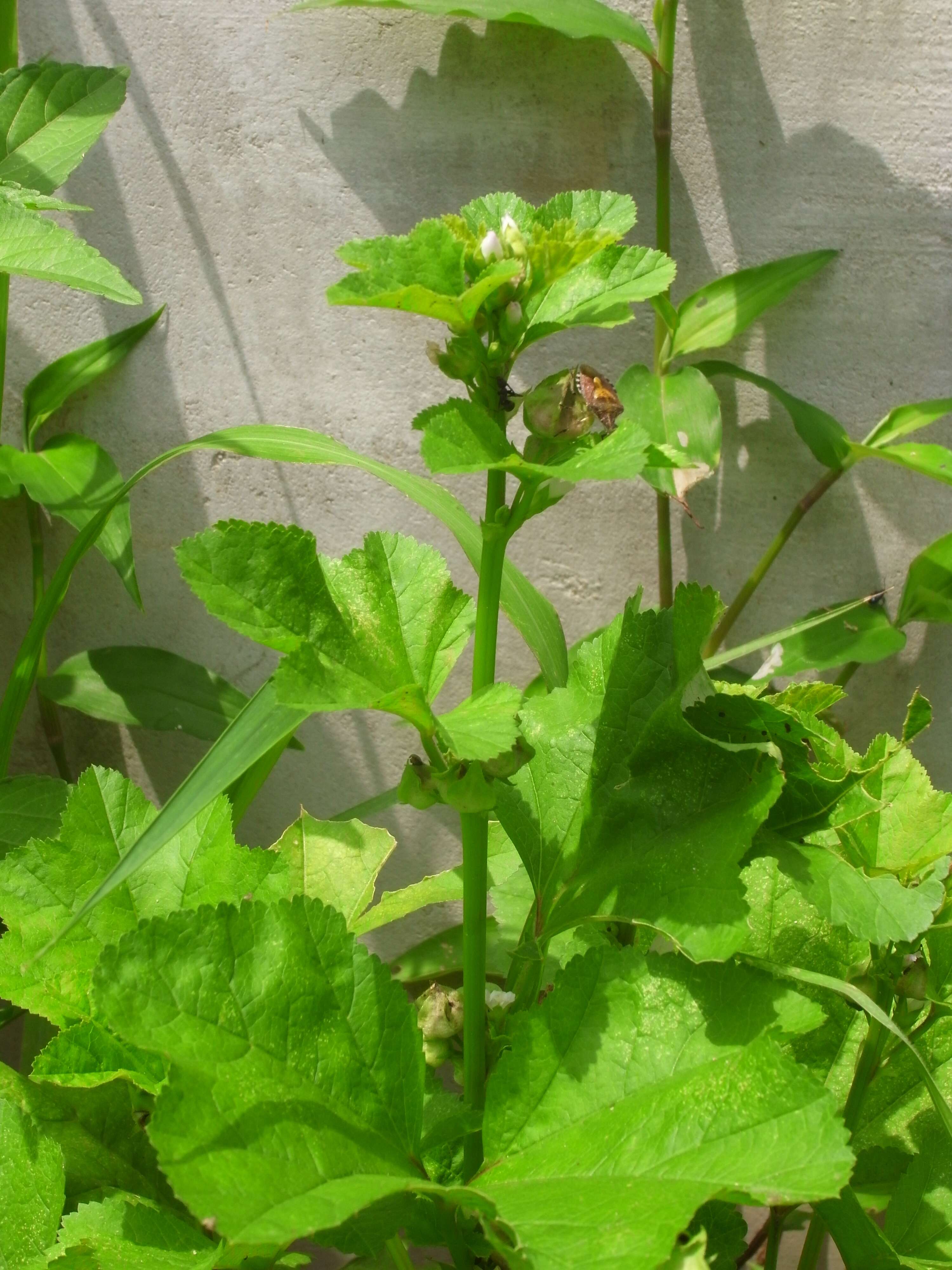 Image of cluster mallow