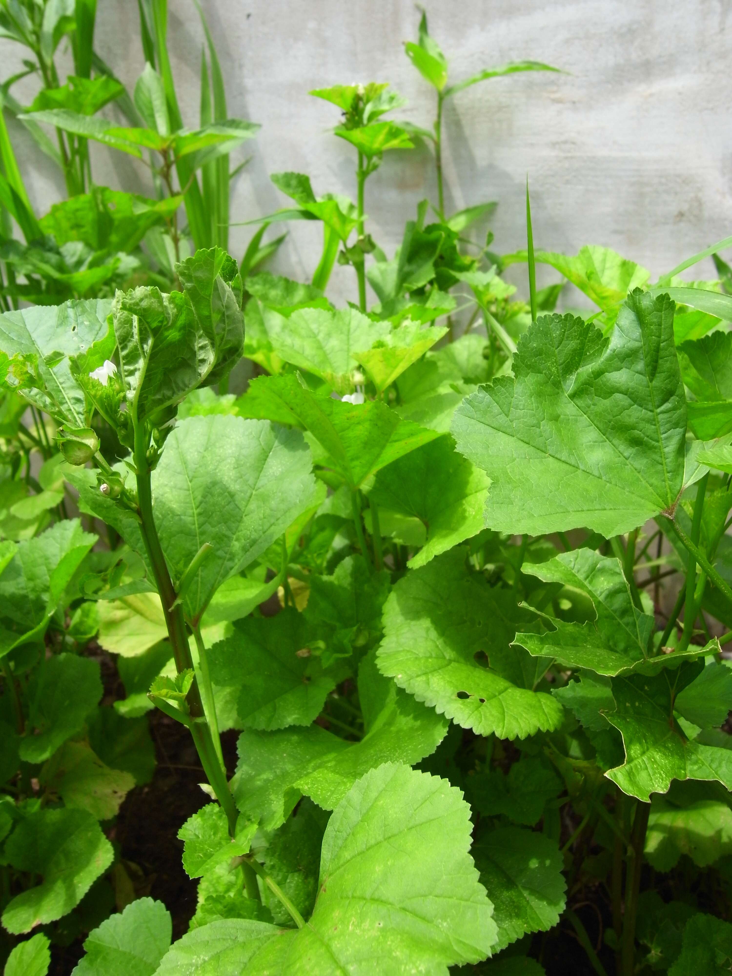 Image of cluster mallow